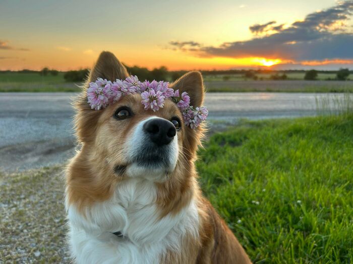 Dog wearing a flower crown outdoors at sunset, embodying cottage core aesthetics with a peaceful rural background.