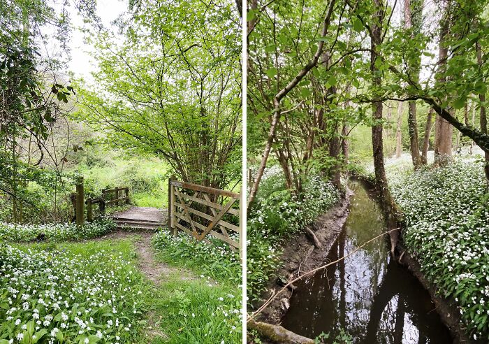 Peaceful woodland path and a small wooden gate surrounded by lush greenery, showcasing cottage core aesthetics in nature.
