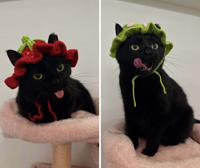 Black cat wearing whimsical crochet hats, capturing charming and cozy cottage core aesthetics in a playful setting.