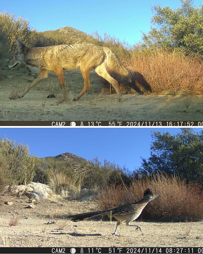 Wild animals captured being funny in a natural setting, including a coyote and a roadrunner unaware of the camera.
