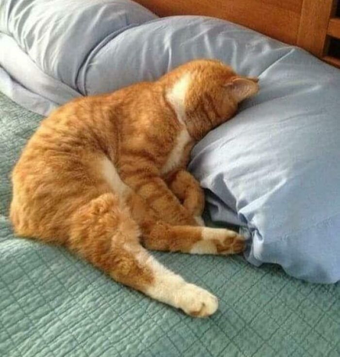 Orange tabby cat enjoying a nap with its face buried in a pillow on a neatly made bed, showcasing animals enjoying a nap.
