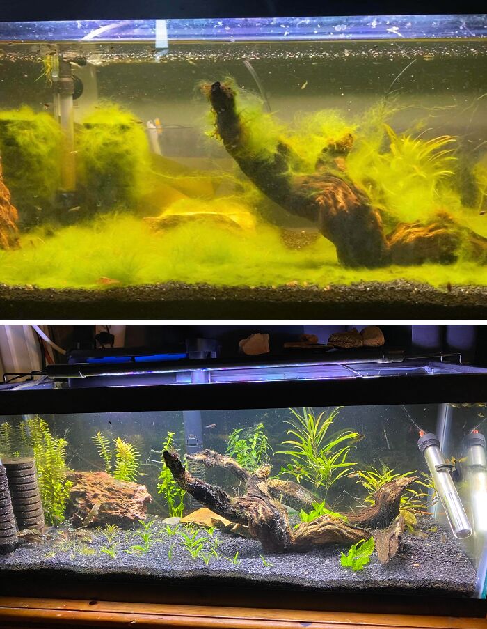Before and after cleaning photos of a heavily algae-covered aquarium transformed into a clear, vibrant planted tank.
