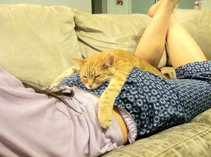 Orange cat enjoying a nap on a person lying on a couch, showing animals enjoying a nap and cozy moments.