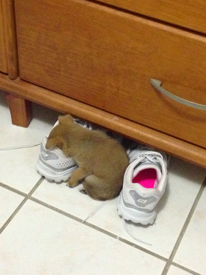 Puppy enjoying a nap sleeping curled up between a pair of white sneakers on tiled floor near wooden dresser.