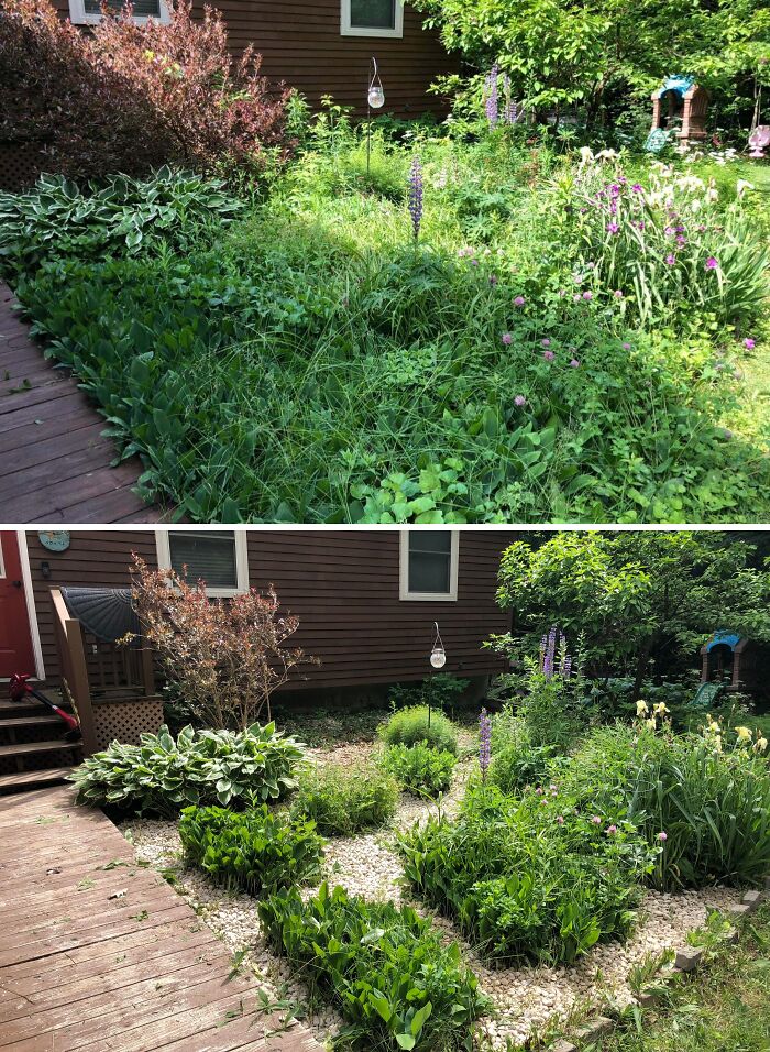 Before and after cleaning photo showing a backyard garden transformed from overgrown to neatly landscaped with gravel paths.