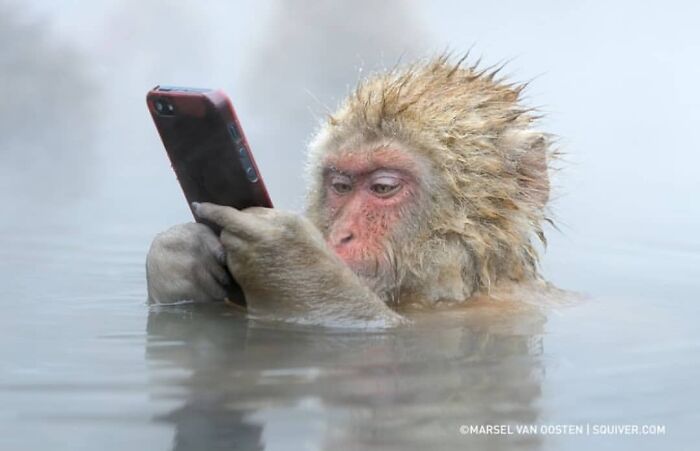 Monkey in water holding a smartphone, capturing one of the most stunning animal moments in nature photography.