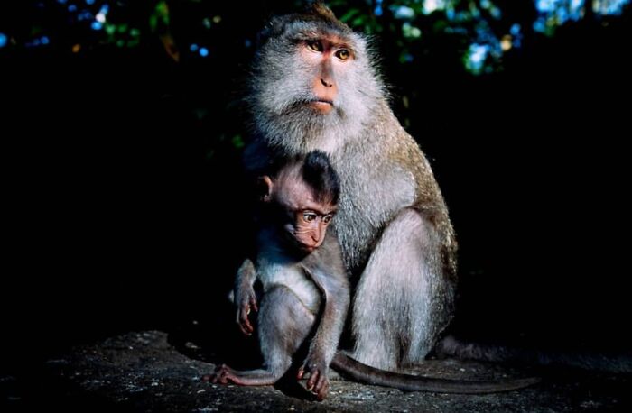 Mother monkey holding baby in a stunning animal moment captured in low light by this photography page.