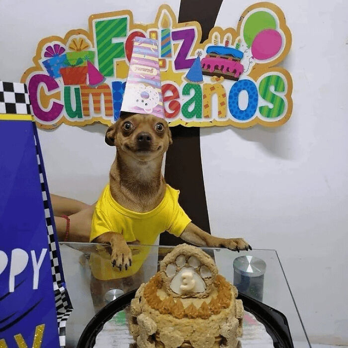 Happy dog wearing a party hat and yellow shirt celebrating with a birthday cake, showing purely happy animal moments.