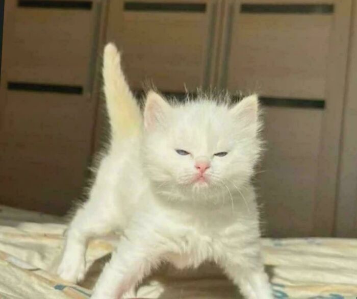 White fluffy kitten looking happy and content while standing on a bed in warm sunlight, showing pure animal happiness.