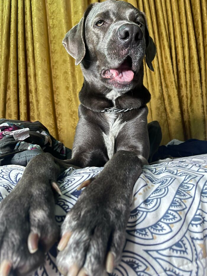 Happy large gray dog lying on patterned bedspread with golden curtains in the background, radiating pure joy and contentment.