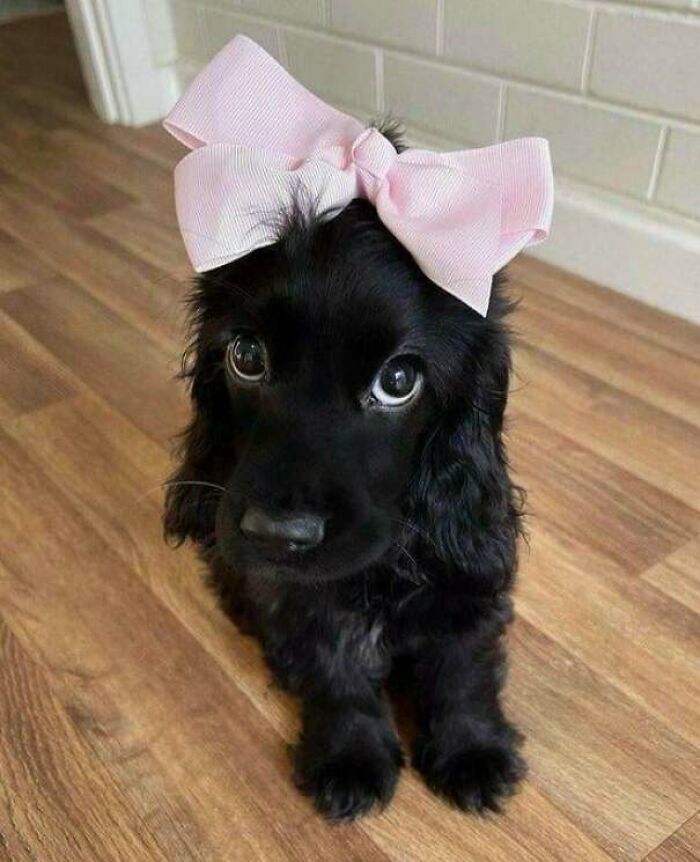 Black puppy with a pink bow sitting on wooden floor, showcasing animals looking purely happy to brighten bad days.