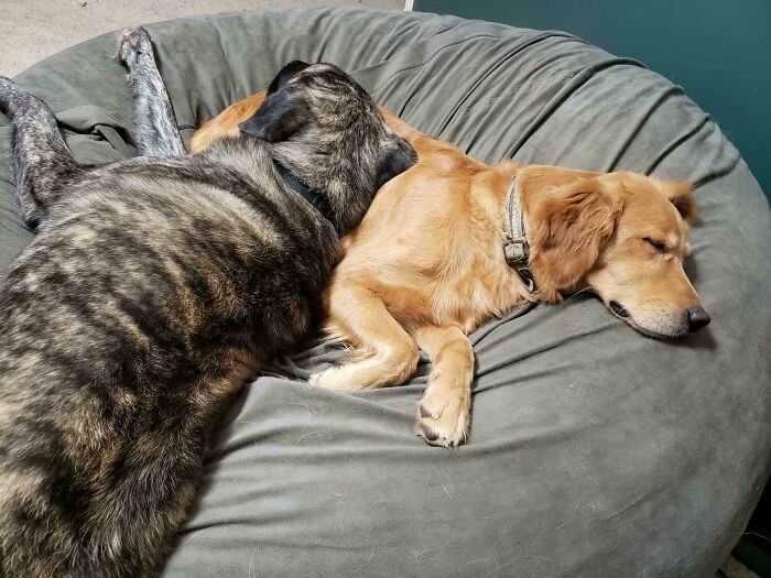 Two dogs looking purely happy while cuddling and resting together on a large cozy bean bag chair.