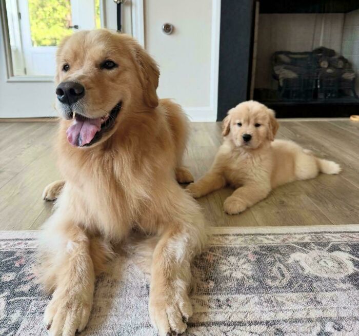 Two golden retriever dogs looking purely happy while resting on a floor inside a cozy home.