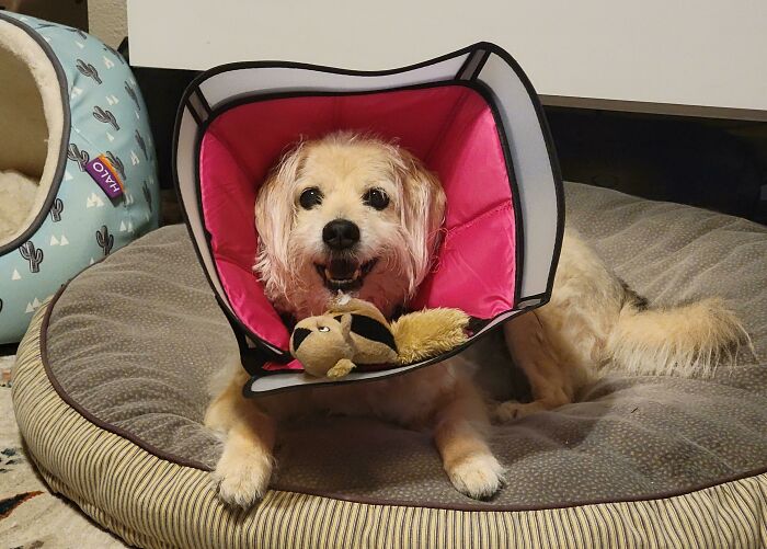 Happy dog wearing a protective cone lying on a pet bed with a toy, showing pure happiness and comfort.