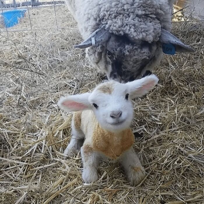 Smiling baby lamb sitting on straw with a happy sheep behind, showing animals looking purely happy on a farm.