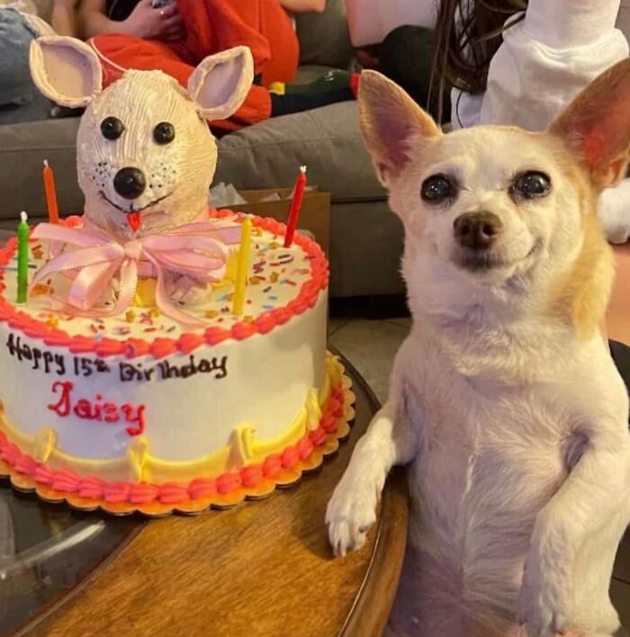 Happy dog celebrating birthday next to a cake with a dog face decoration, showcasing purely happy animals.