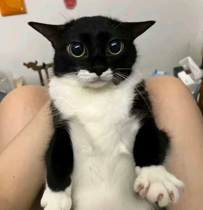 Black and white cat with large eyes looking happy and relaxed, showcasing animals purely happy moments for bad days.