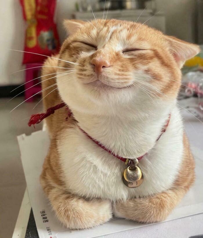 Smiling orange and white cat looking purely happy with closed eyes and a red collar sitting on a white surface.