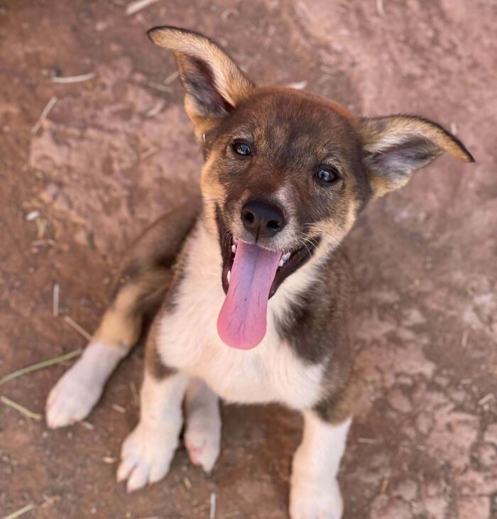 Happy puppy with tongue out sitting on dirt ground, showcasing purely happy animals in a joyful moment.