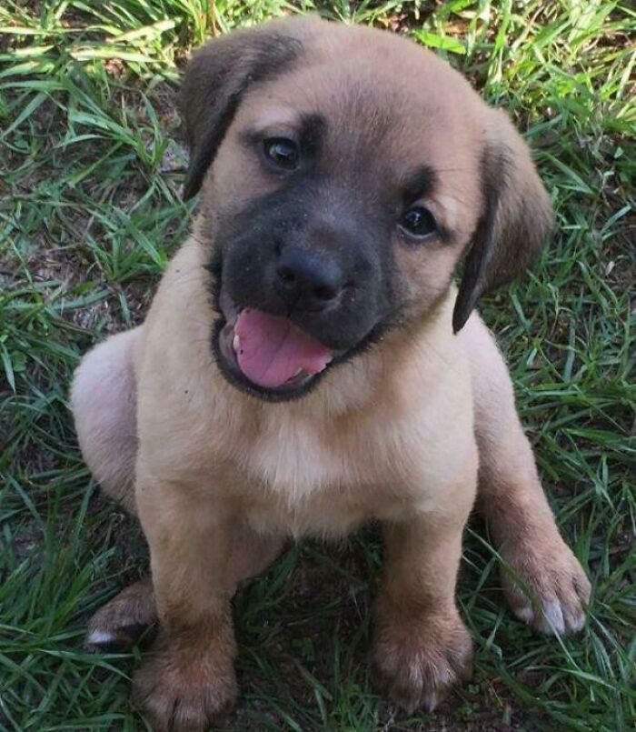Happy puppy sitting on grass, showing pure joy and happiness, capturing the essence of animals looking purely happy.