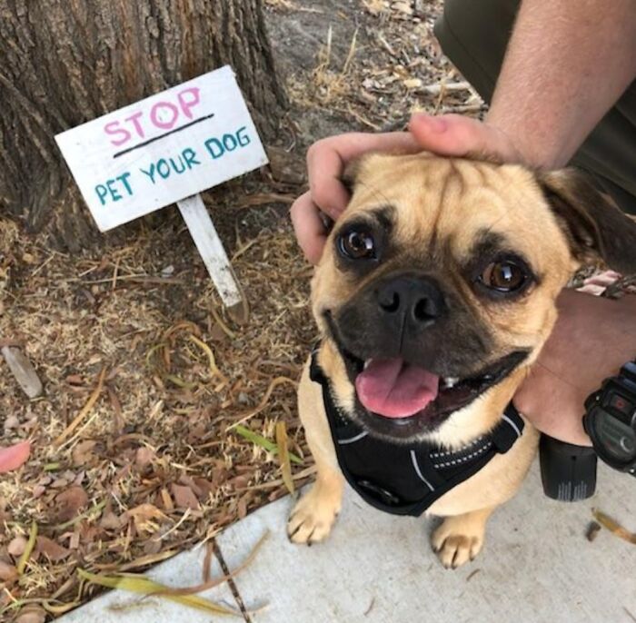 Happy dog wearing a harness being petted next to a sign that says stop pet your dog, showing pure animal happiness.