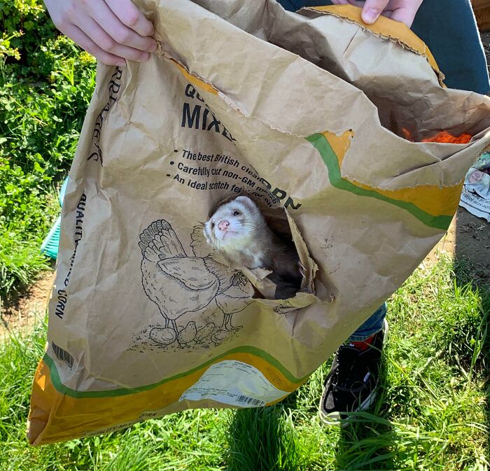 Ferret peeking happily through a hole in a paper bag outdoors, showcasing pure animal happiness on a sunny day.