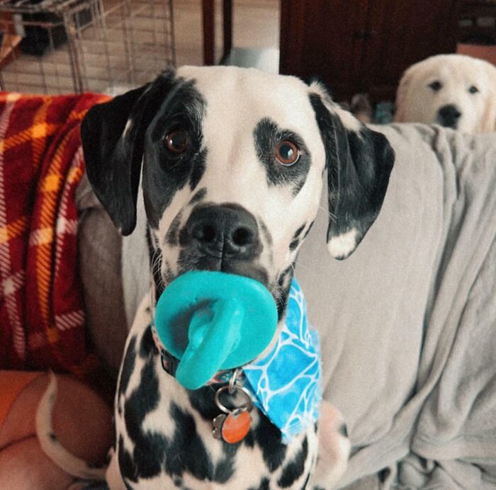 Dalmatian dog looking purely happy with a blue toy in its mouth, wearing a blue bandana indoors.