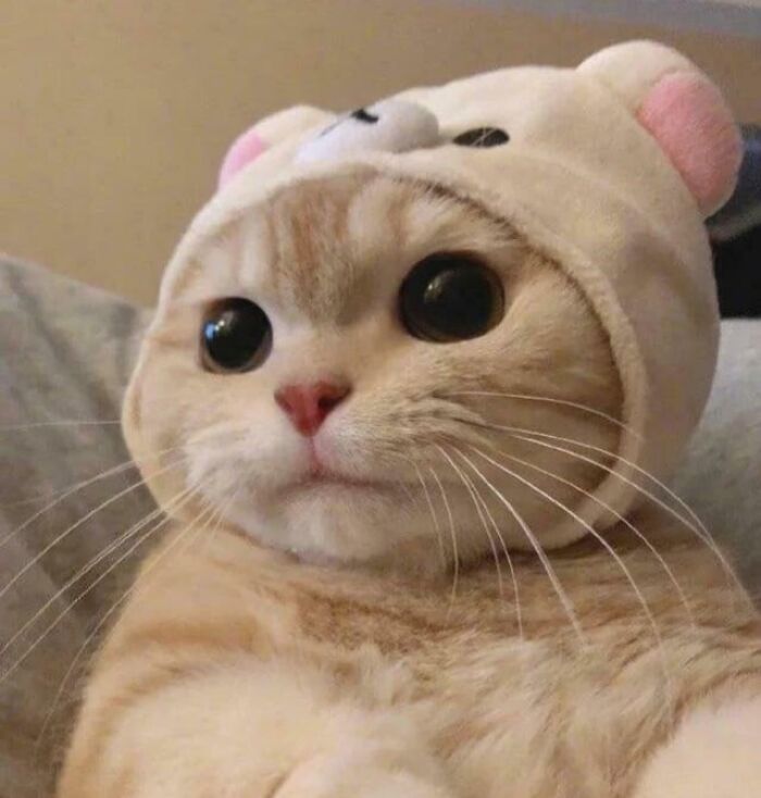 Close-up of a happy cat wearing a bear hat, showcasing animals looking purely happy and comforting bad days.
