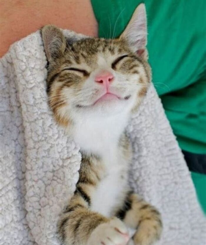 Smiling cat wrapped in a soft blanket, embodying purely happy animals and spreading joy on a cozy day.
