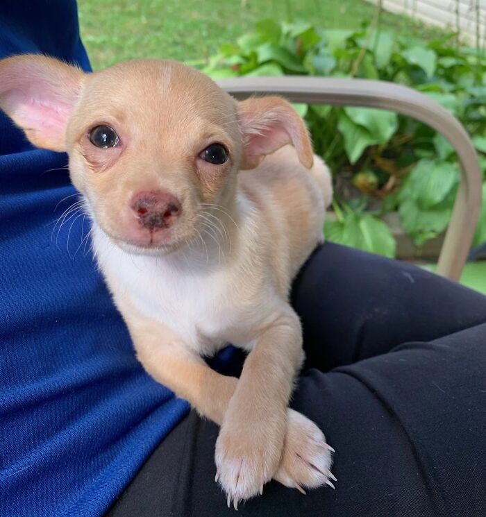 Small happy puppy resting on a person's lap outdoors, showcasing pure animal happiness and calmness.