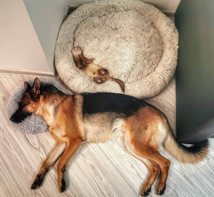 German Shepherd and ferret enjoying a nap together capturing animals enjoying a nap in a cozy home setting.