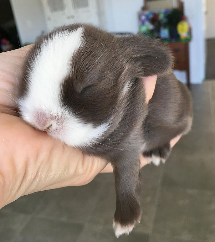 A small brown and white puppy enjoying a nap while resting in a person's hand, capturing animal nap moments.