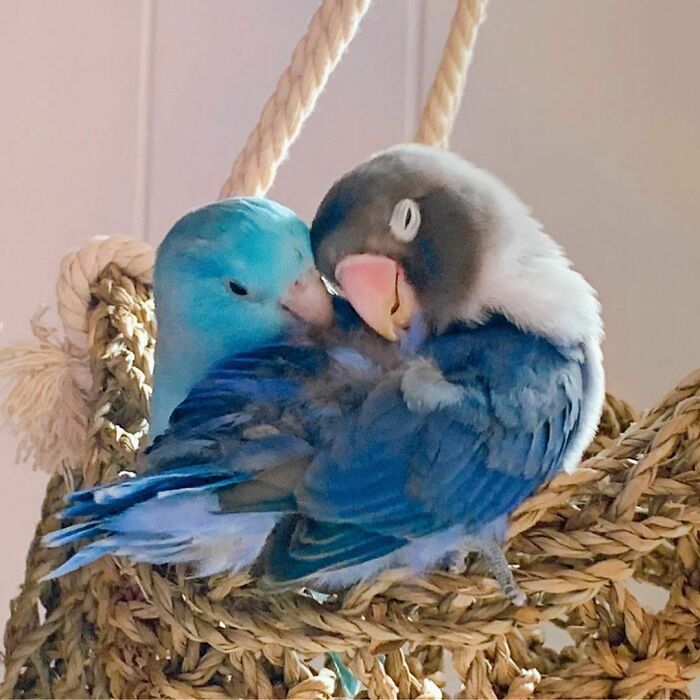 Two colorful birds enjoying a nap together on a woven rope perch, showing peaceful animal rest moments.