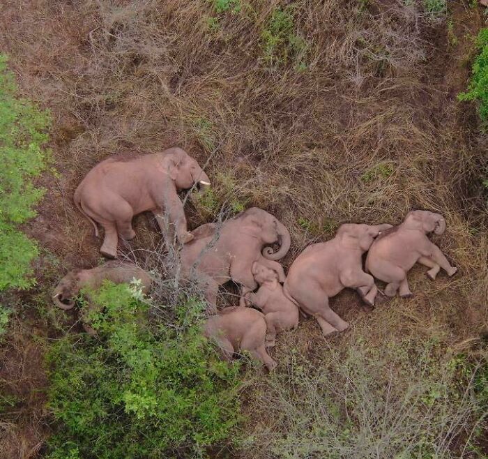 Aerial view of a group of elephants enjoying a nap together in a natural setting surrounded by greenery.