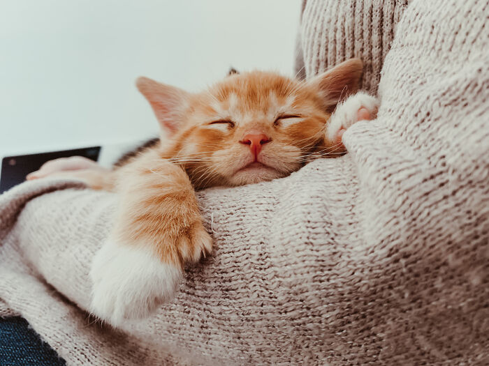 Orange and white kitten enjoying a nap, comfortably resting in a person's arms, showing peaceful animal napping moments.