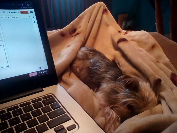 Small dog enjoying a nap on a cozy blanket next to a laptop in a relaxed home setting.