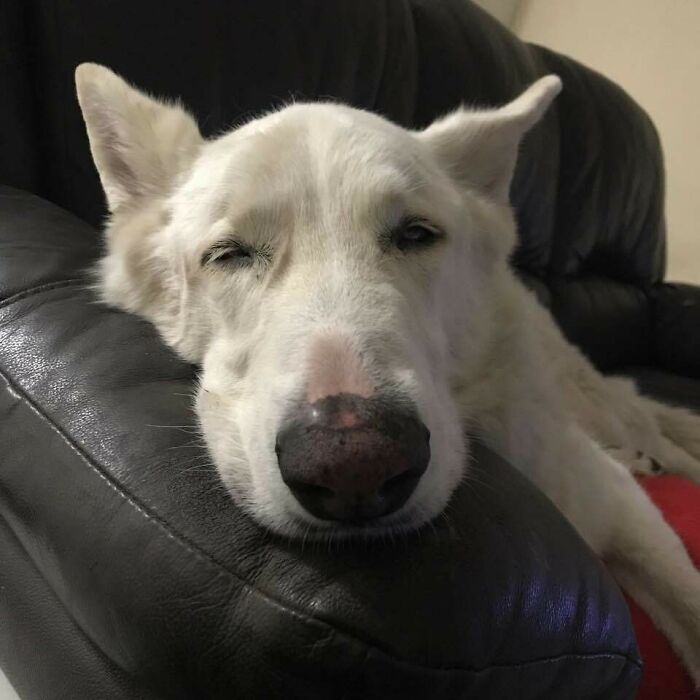 White dog enjoying a nap while resting its head comfortably on a black leather couch cushion indoors.