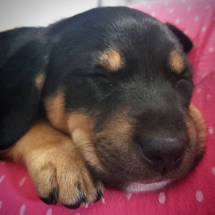 Sleeping puppy enjoying a nap peacefully on a pink blanket, showcasing adorable animals enjoying a nap.