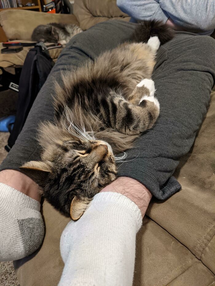 Tabby cat enjoying a nap curled up on a person's legs, capturing animals enjoying a nap in a cozy home setting.