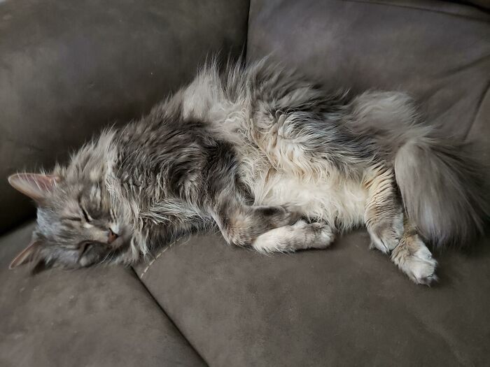 Fluffy gray cat enjoying a nap on a couch, peacefully resting with eyes closed and body relaxed.