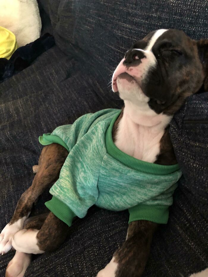 Brindle puppy wearing a green sweater peacefully enjoying a nap on a dark fabric couch.