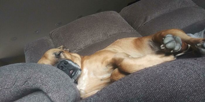 Dog enjoying a nap comfortably on a couch, showcasing animals enjoying a nap in a peaceful setting.