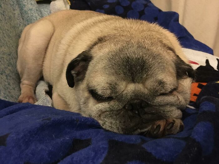 Sleeping pug enjoying a nap on a cozy blue blanket, captured as part of animals enjoying a nap collection.