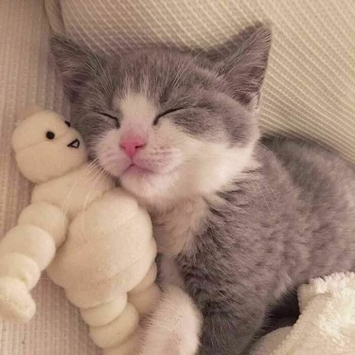 Gray and white kitten enjoying a nap while cuddling a soft plush toy, capturing animals enjoying a nap moment.