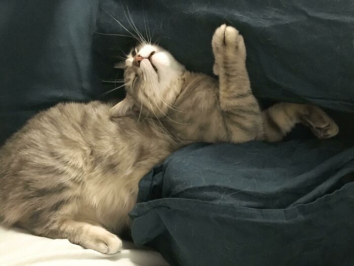 Gray tabby cat enjoying a nap, stretching on dark blue bedding, capturing a peaceful moment of animals enjoying a nap.