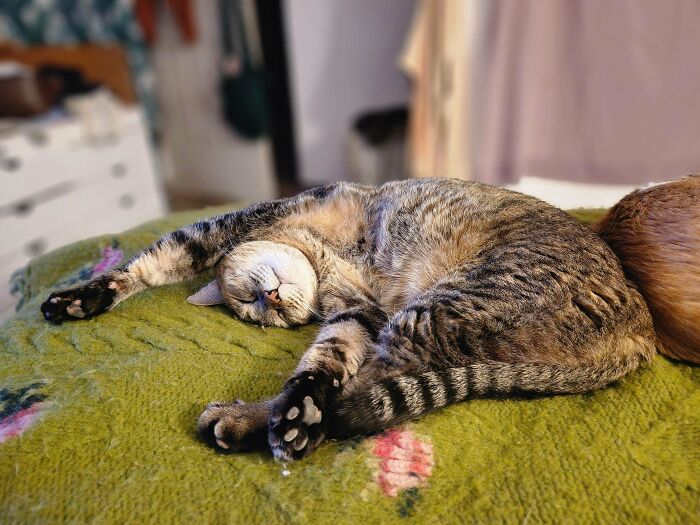Tabby cat enjoying a nap stretched out comfortably on a green blanket, showcasing animals enjoying a nap behavior.