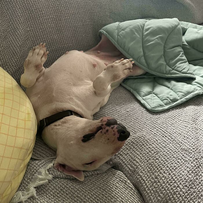 Blanche Is Learning How To Be A Pet And So Far Her Favorite Thing Is Probably The Couch