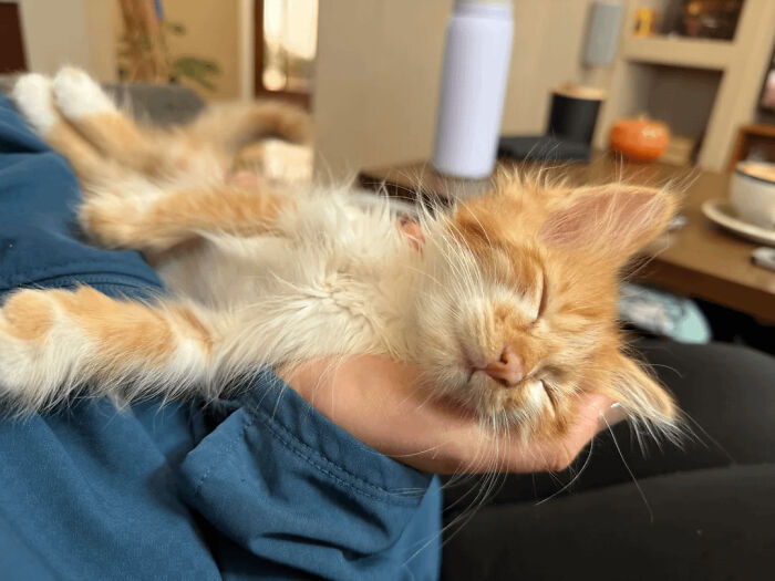 Orange kitten enjoying a nap while resting peacefully in a person's hand, showcasing animals enjoying a nap.