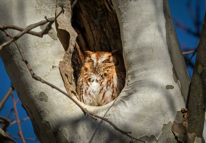 Owl enjoying a nap inside a tree hollow during daylight, showcasing animals enjoying a peaceful rest in nature.
