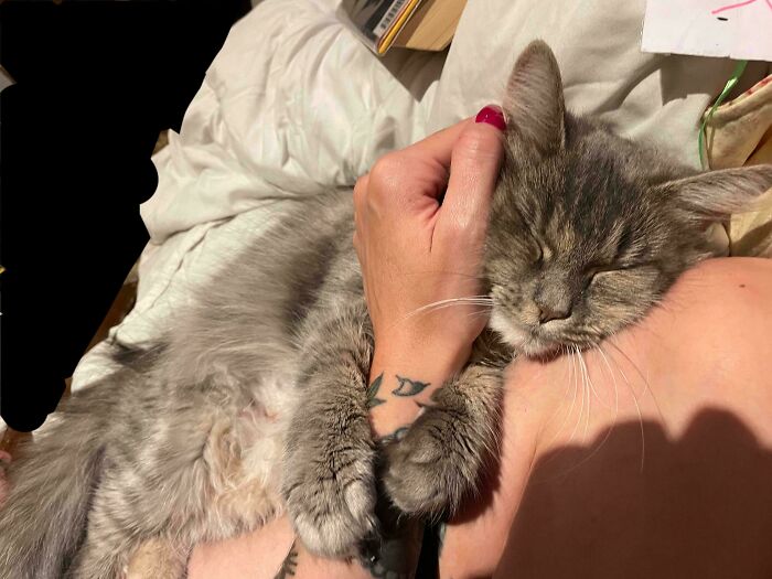Gray cat enjoying a nap while cuddled in a person's arm, showcasing animals enjoying a peaceful nap moment.